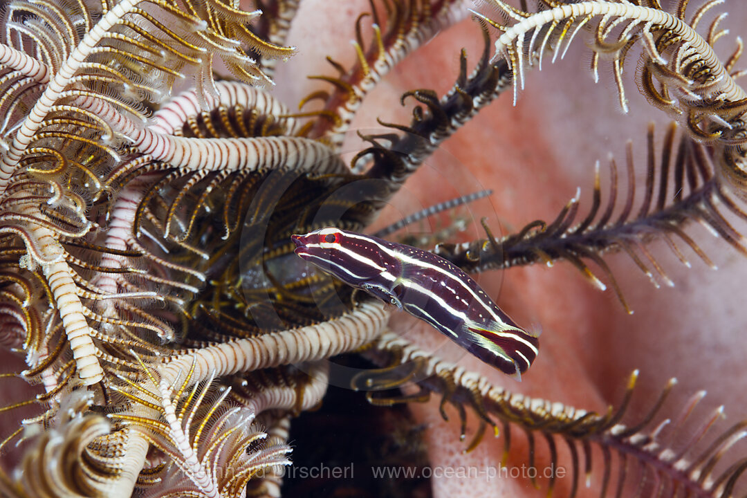 Haarstern-Schildbauch, Discotrema crinophila, Bali, Indonesien