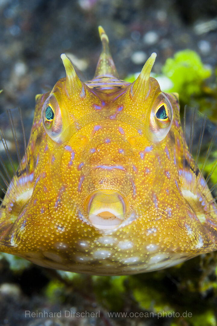 Rueckendorn-Kofferfisch, Lactoria fornasini, Bali, Indonesien