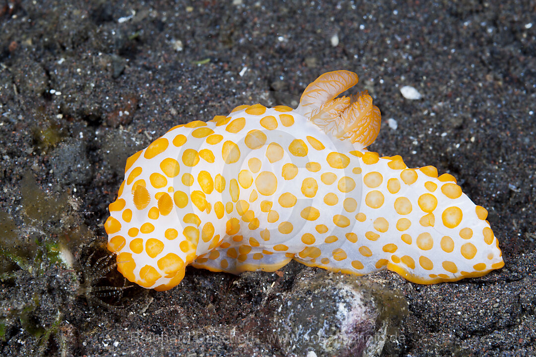 Gelbe Neonsternschnecke, Gymnodoris rubropapulosa, Bali, Indonesien