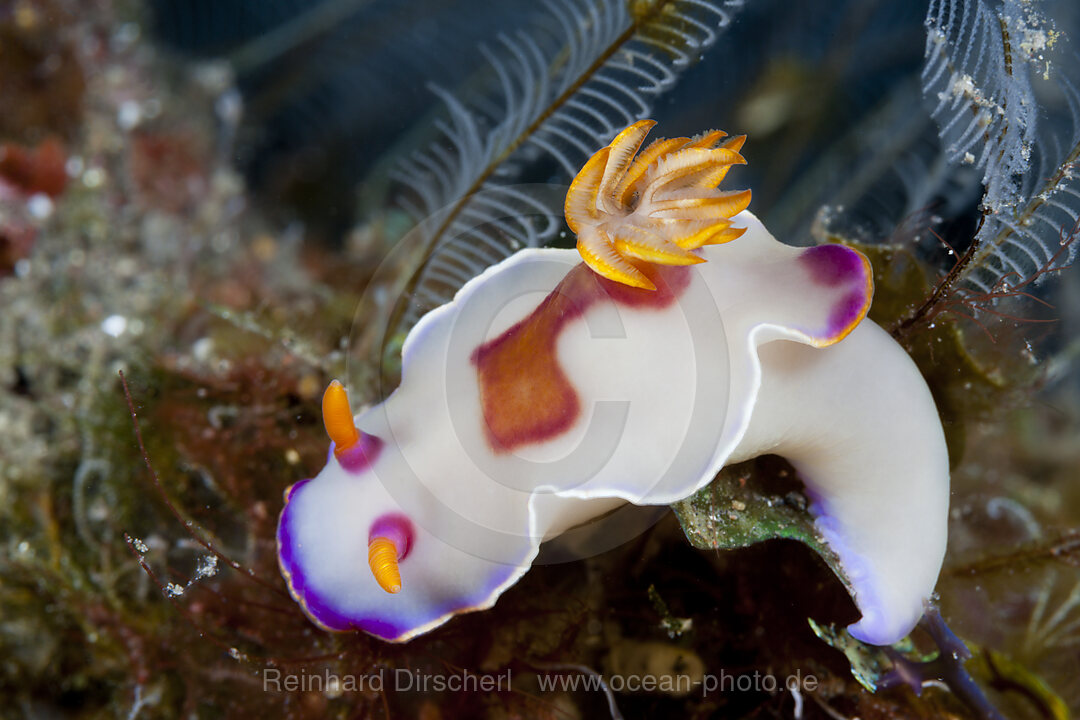 Weisse Prachsternschnecke, Hypselodoris sp., Bali, Indonesien