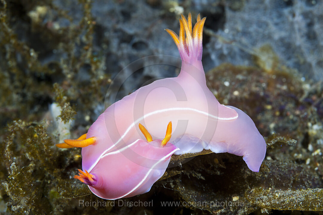 Zwei Prachsternschnecken, Hypselodoris bullockii, Bali, Indonesien