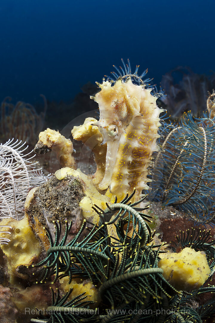 Dorniges Seepferdchen, Hippocampus histrix, Bali, Indonesien
