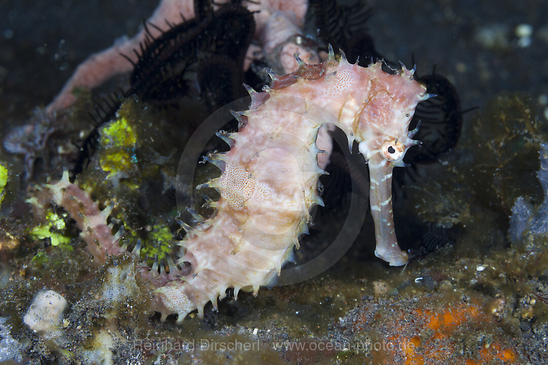 Dorniges Seepferdchen, Hippocampus histrix, Bali, Indonesien