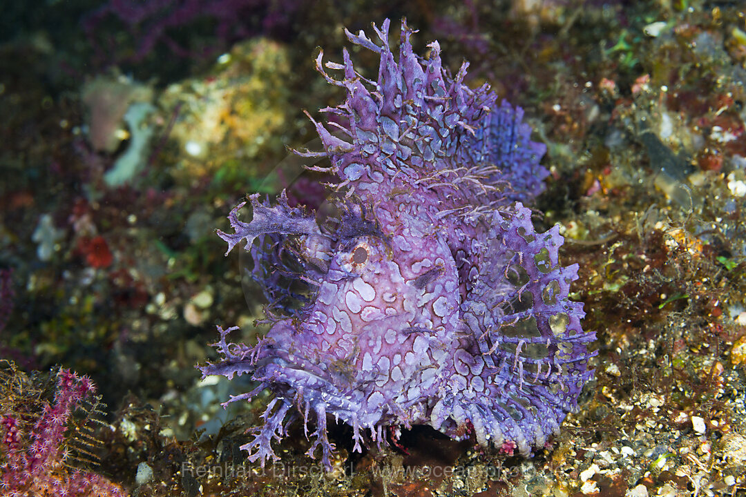 Tentakel-Drachenkopf, Rhinopias frondosa, Bali, Indonesien
