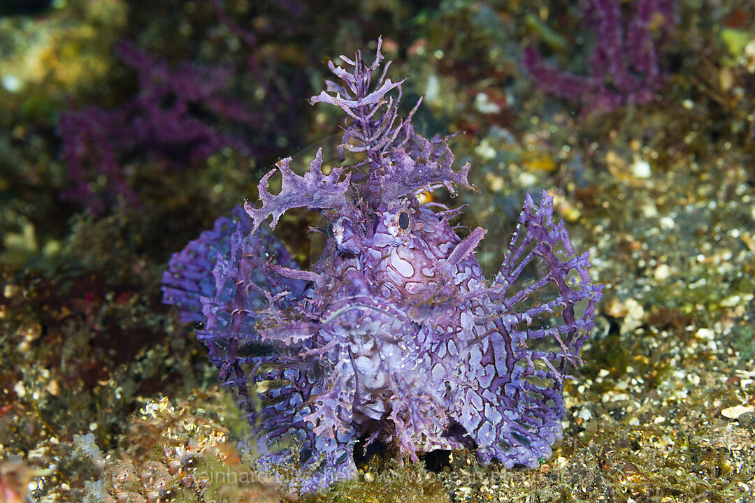 Tentakel-Drachenkopf, Rhinopias frondosa, Bali, Indonesien