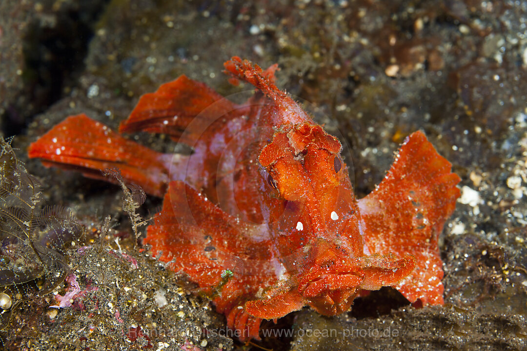 Eschmyers Schluckspecht, Rhinopias eschmeyeri, Bali, Indonesien