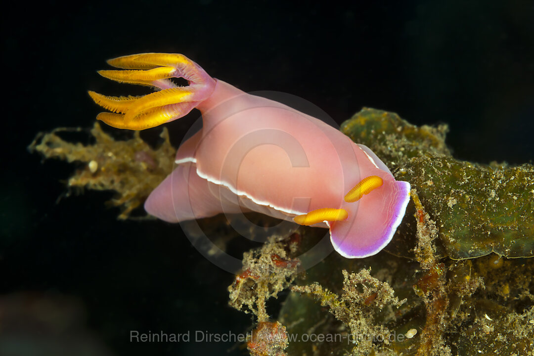 Rosa Prachsternschnecke, Hypselodoris bullockii, Bali, Indonesien