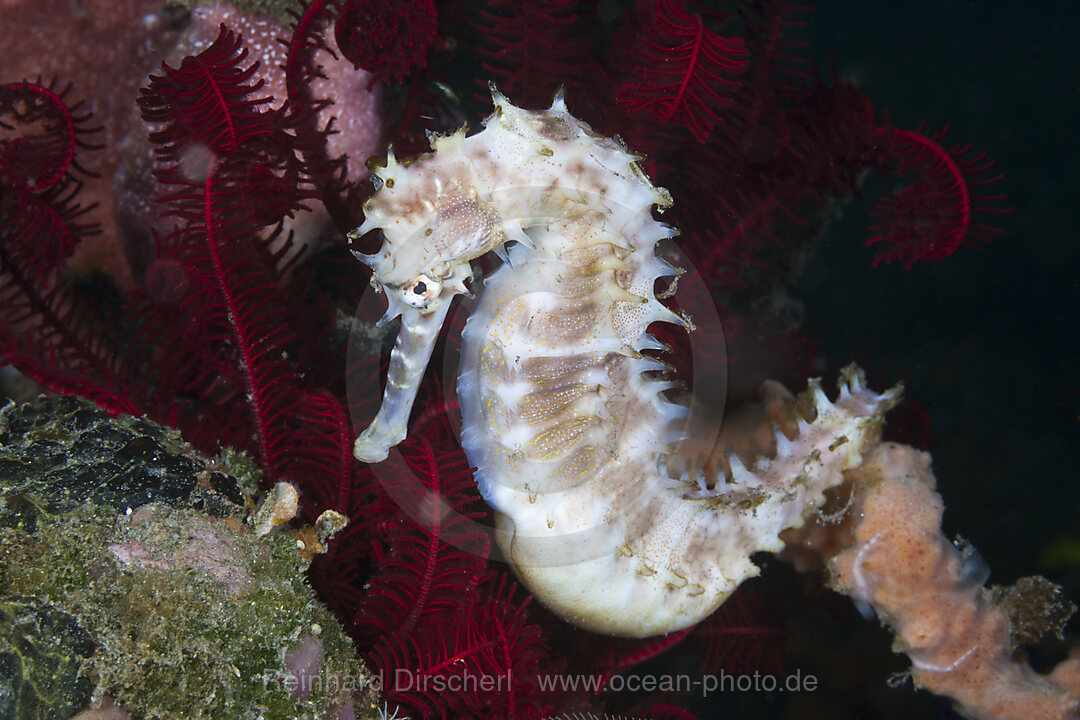 Dorniges Seepferdchen, Hippocampus histrix, Bali, Indonesien