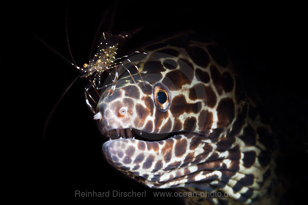 Netzmuraene wird von Felsengarnele geputzt, Gymnothorax isingteena, Bali, Indonesien