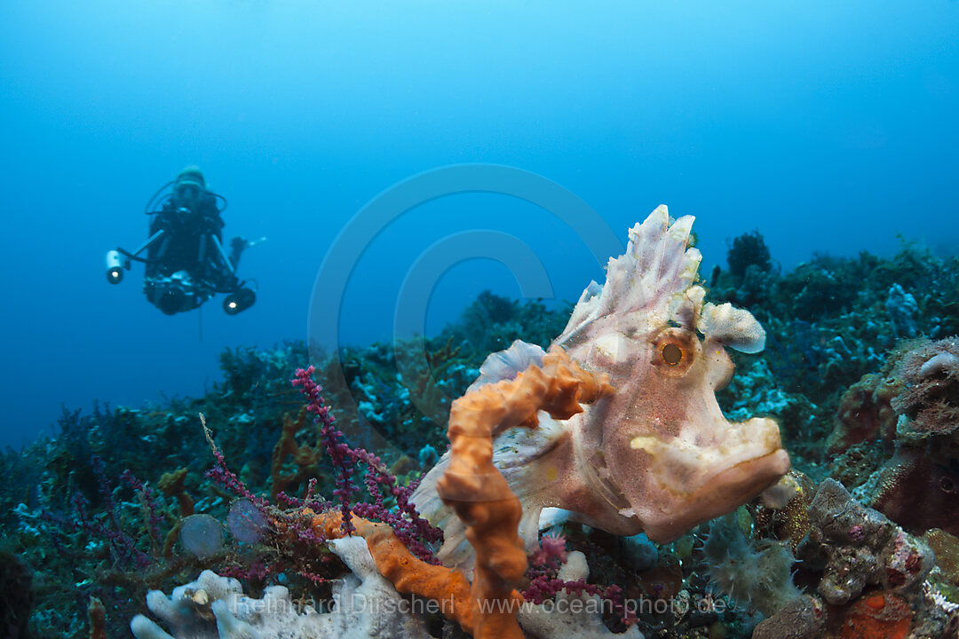 Paddle-flap Scorpionfish, Rhinopias eschmeyeri, Bali, Indonesia