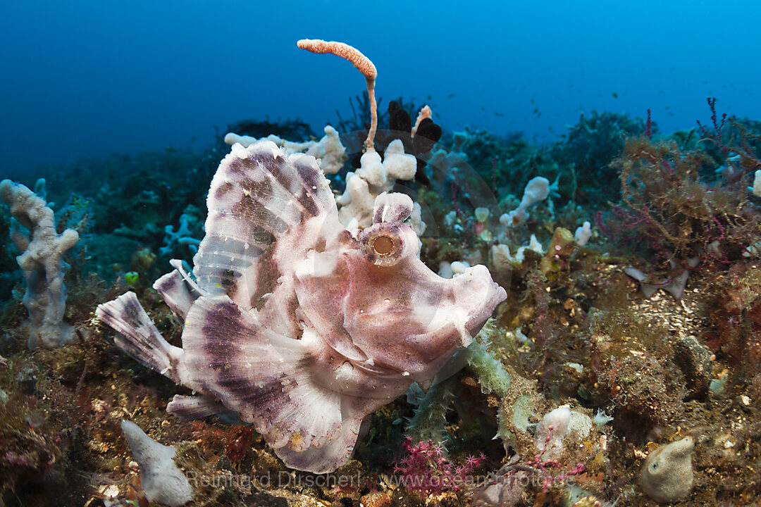 Eschmyers Schluckspecht, Rhinopias eschmeyeri, Bali, Indonesien