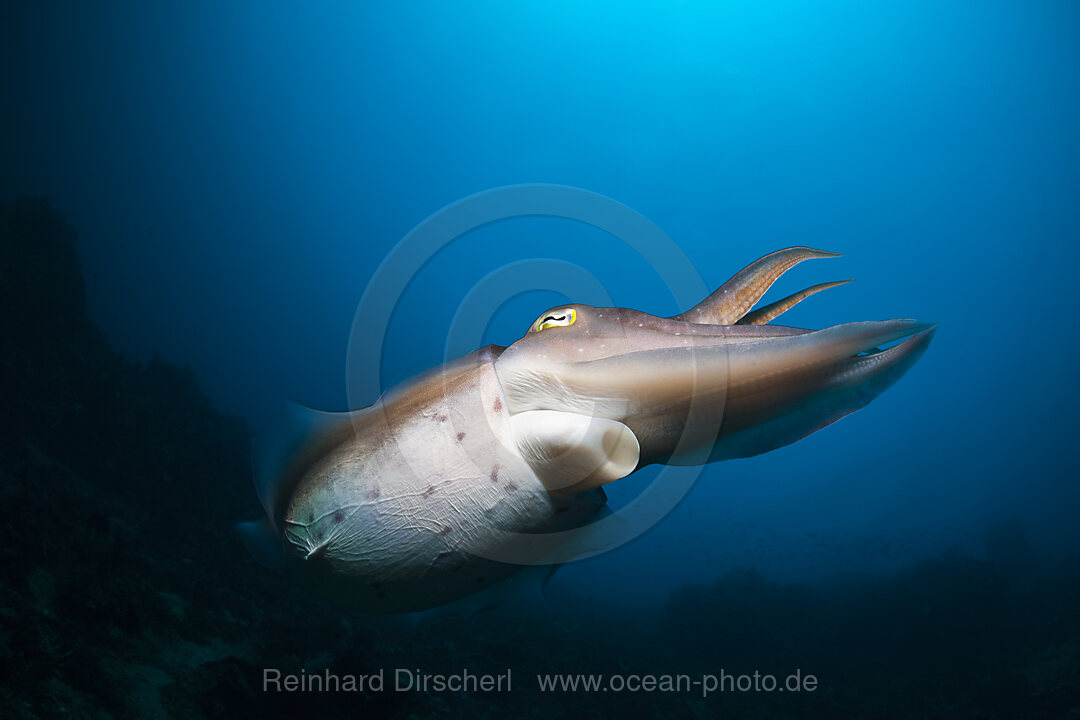 Broadclub Cuttlefish, Sepia latimanus, Bali, Indonesia