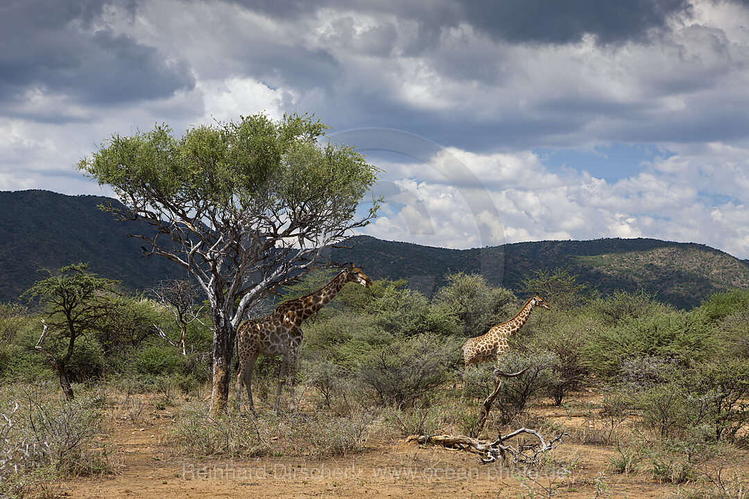 Pair of Angolan Giraffes, Giraffa camelopardalis angolensis, Namibia