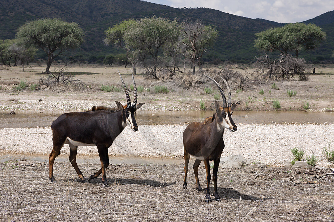 Rappen-Antilopen, Hippotragus niger, Namibia