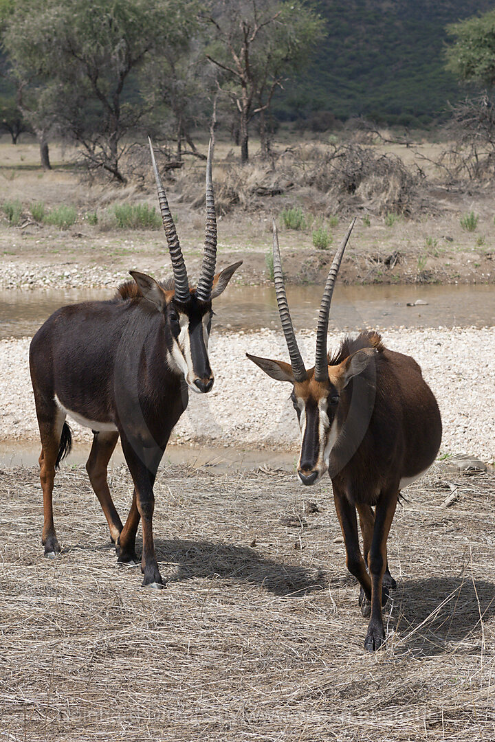 Rappen-Antilopen, Hippotragus niger, Namibia
