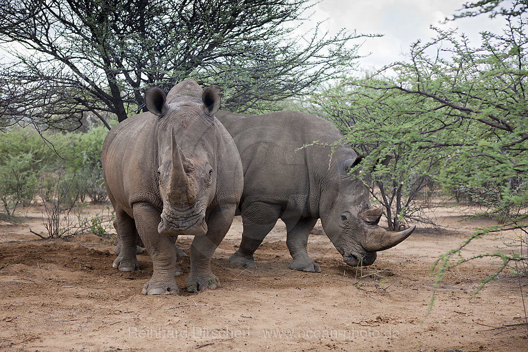 Pair of White Rinoceros, Ceratotherium simum, Namibia