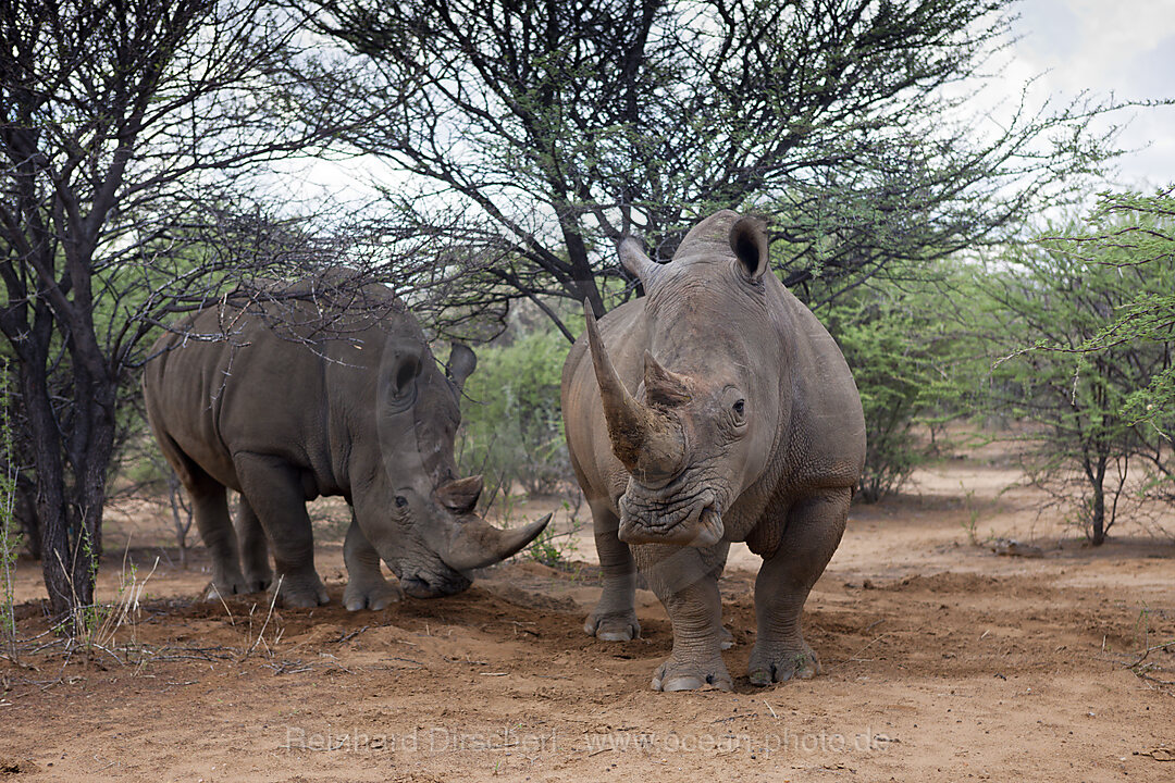 Breitmaul-Nashorn, Ceratotherium simum, Namibia