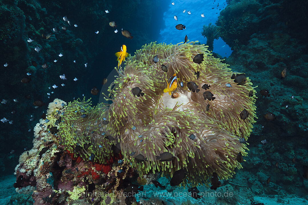 Rotmeer-Anemonenfische im Riff, Amphiprion bicinctus, Rotes Meer, Dahab, Aegypten