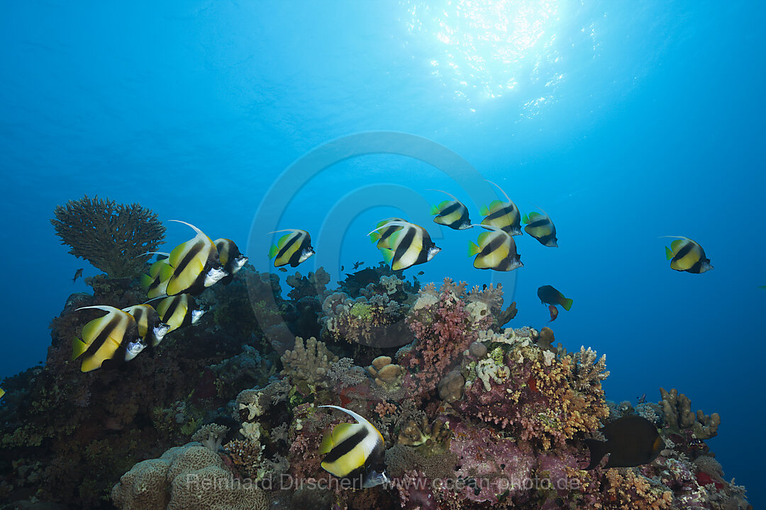 Shoal of Red Sea Bannerfish, Heniochus intermedius, Red Sea, Dahab, Egypt