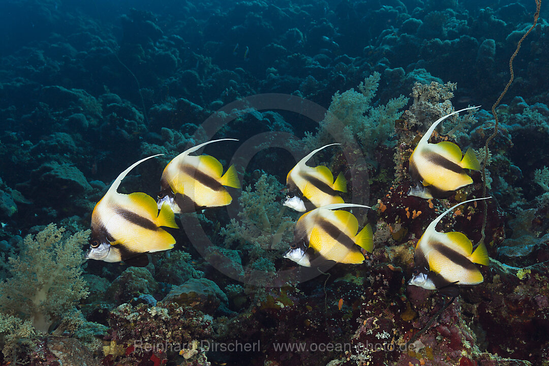 Shoal of Red Sea Bannerfish, Heniochus intermedius, Red Sea, Dahab, Egypt