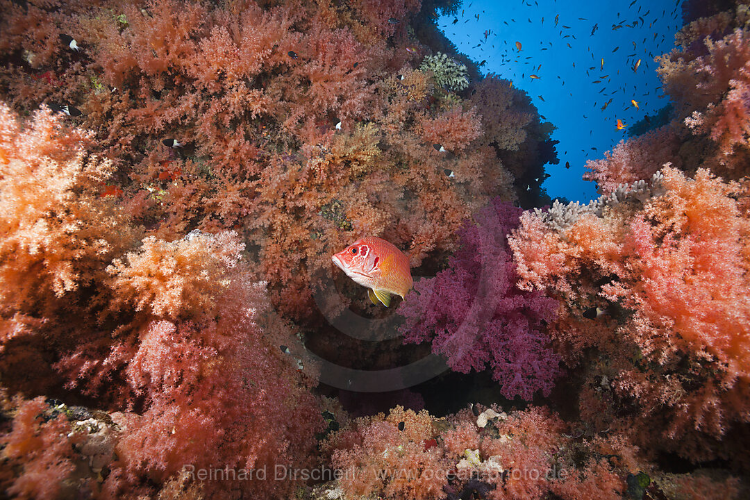 Korallenriff mit bunten Weichkorallen, Rotes Meer, Ras Mohammed, Aegypten