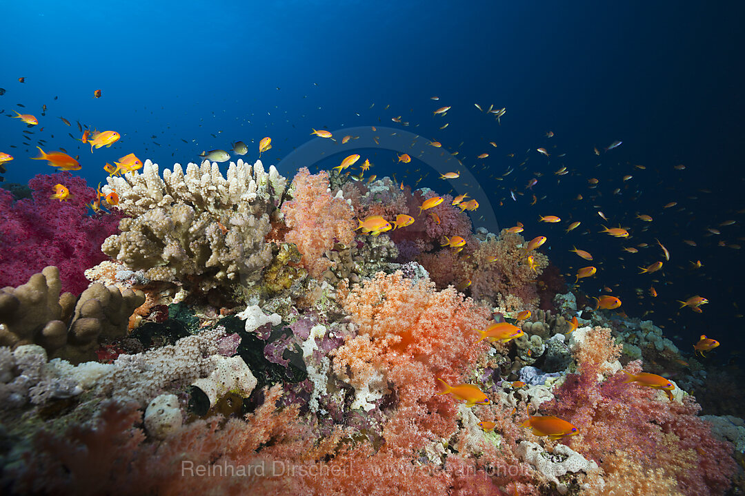 Colored Soft Coral Reef, Red Sea, Ras Mohammed, Egypt