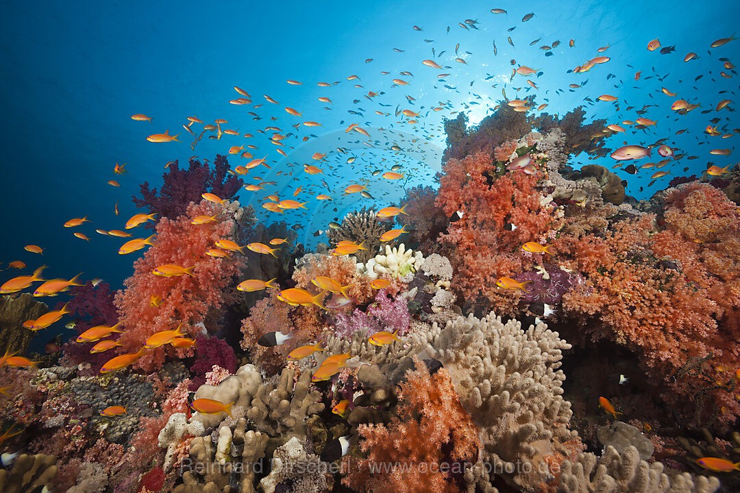 Lyretail Anthias over Coral Reef, Pseudanthias squamipinnis, Red Sea, Ras Mohammed, Egypt