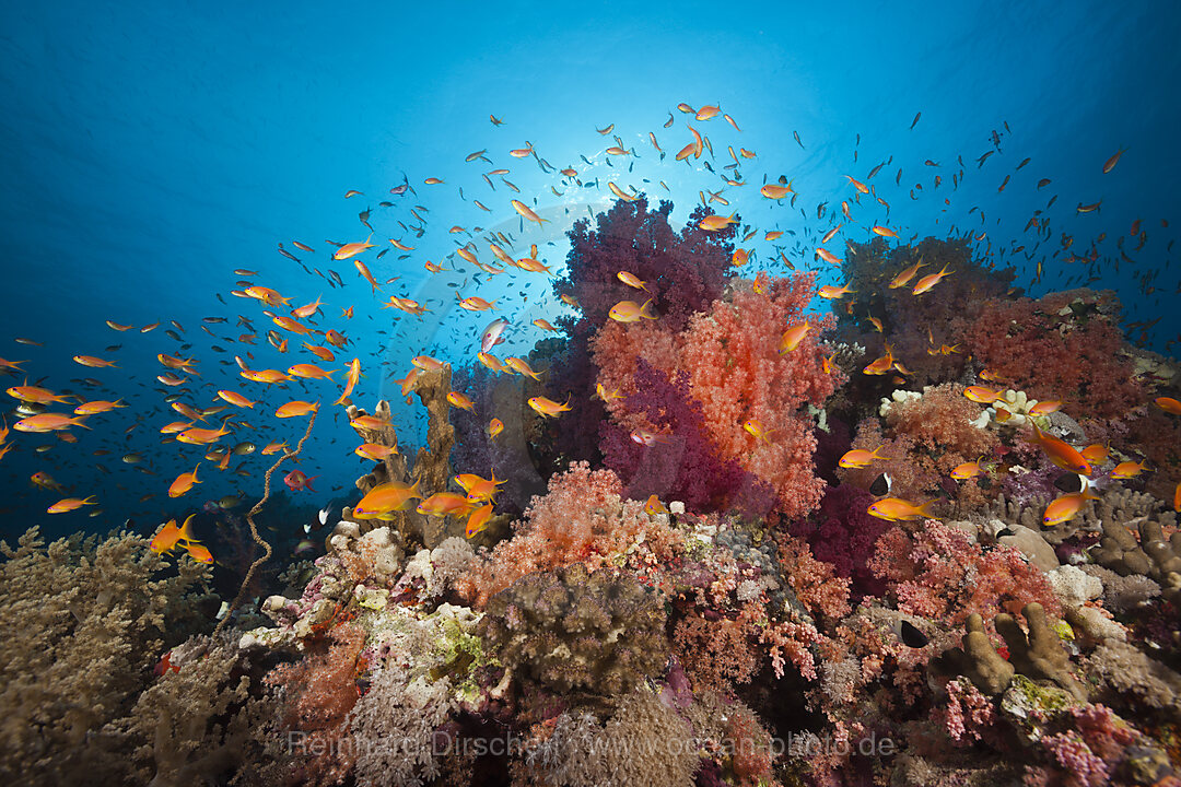 Korallenriff mit bunten Weichkorallen, Rotes Meer, Ras Mohammed, Aegypten