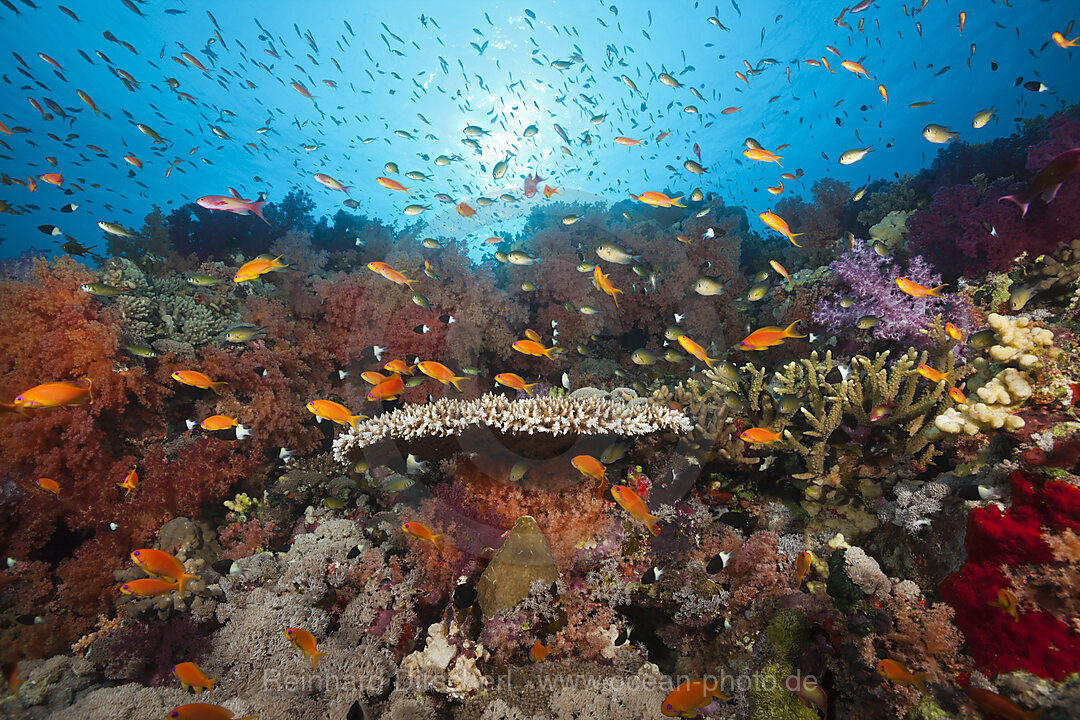 Korallenriff mit bunten Weichkorallen, Rotes Meer, Ras Mohammed, Aegypten