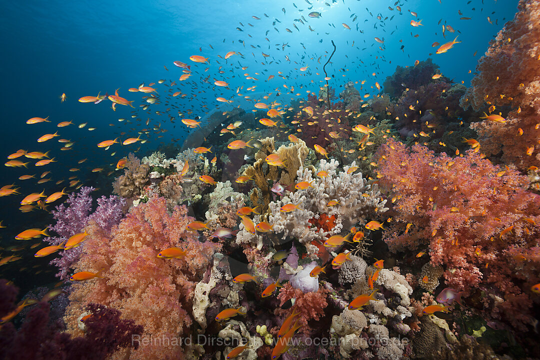 Korallenriff mit Harems-Fahnenbarschen, Pseudanthias squamipinnis, Rotes Meer, Ras Mohammed, Aegypten