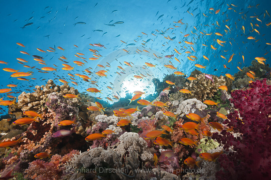 Korallenriff mit Harems-Fahnenbarschen, Pseudanthias squamipinnis, Rotes Meer, Ras Mohammed, Aegypten