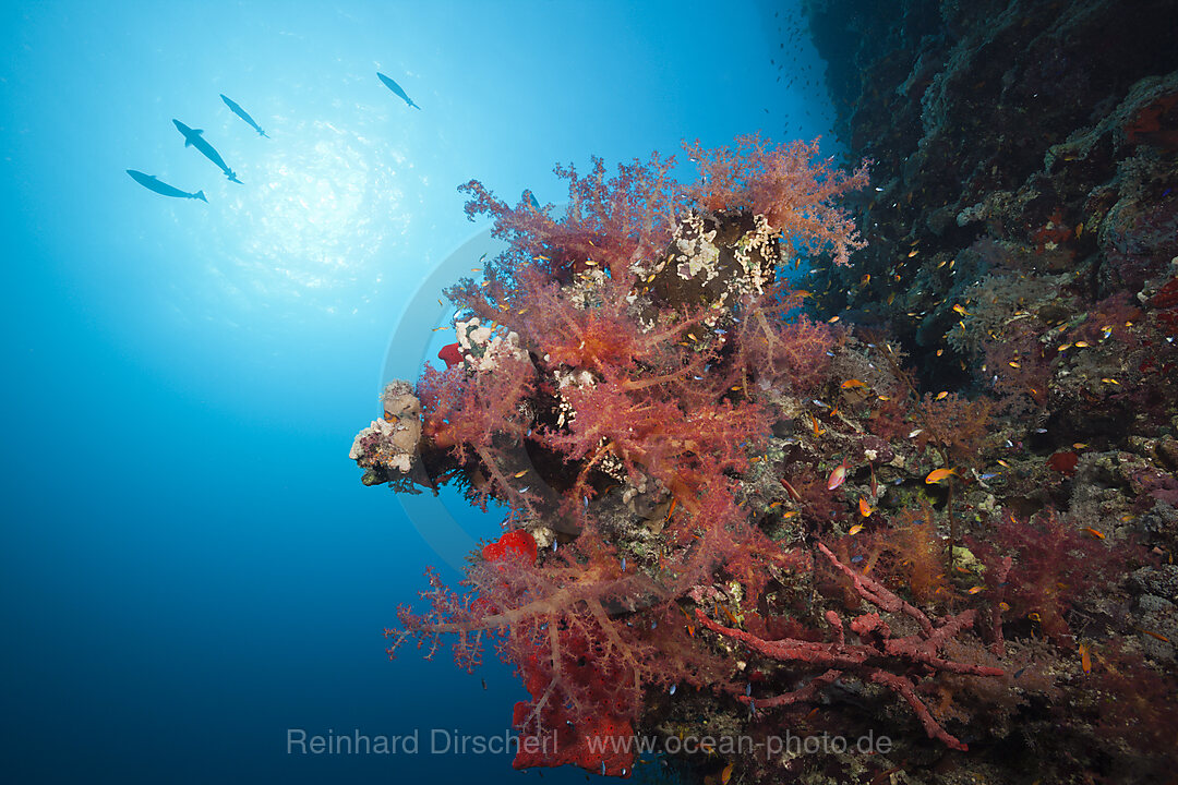 Colored Soft Coral Reef, Red Sea, Dahab, Egypt