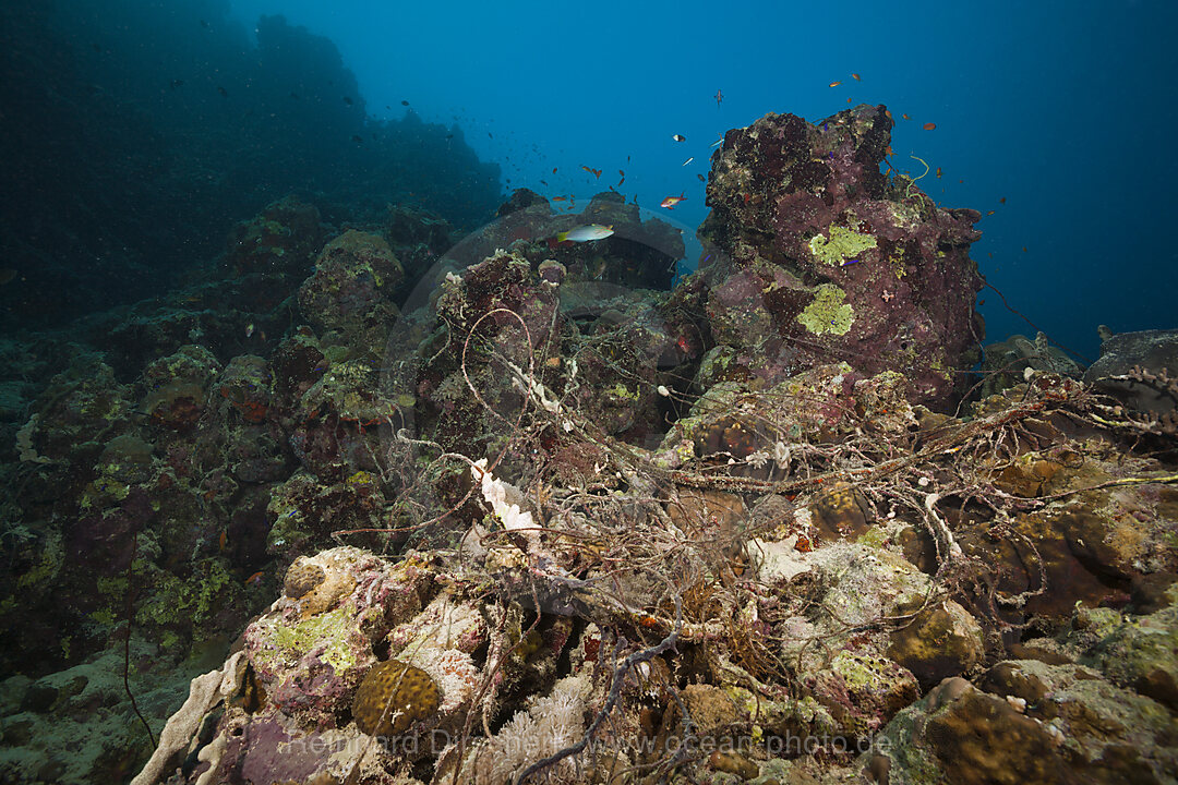 Fischernetz in Korallenriff, Rotes Meer, Aegypten