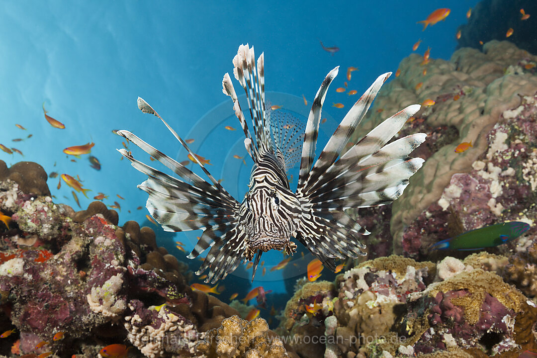 Rotfeuerfisch, Pterois miles, Rotes Meer, Dahab, Aegypten