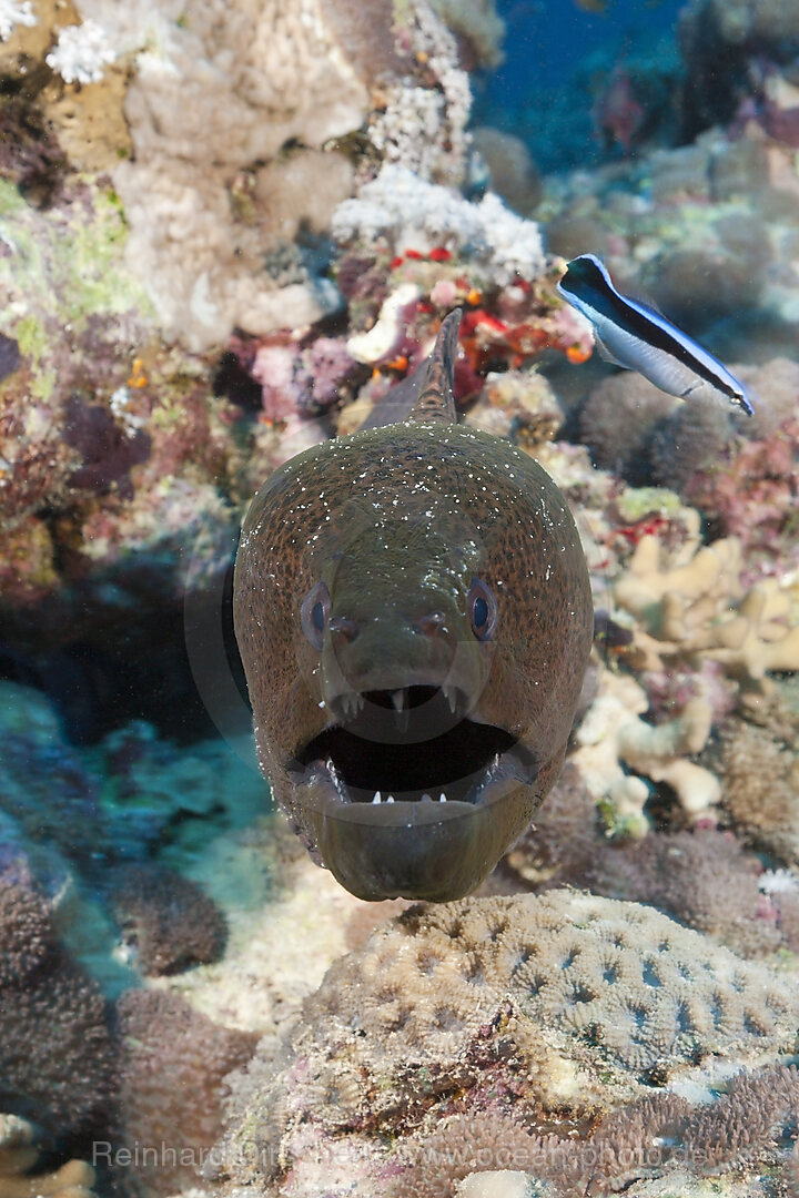 Riesenmuraene, Gymnothorax javanicus, Rotes Meer, Dahab, Aegypten