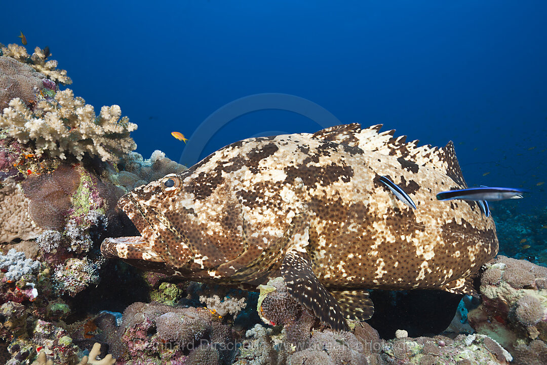 Stierkopf-Zackenbarsch an Putzerstation, Epinephelus fuscoguttatus, Rotes Meer, Ras Mohammed, Aegypten