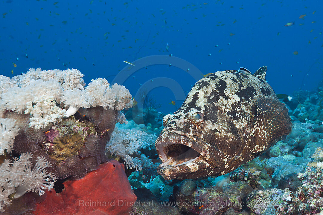 Flowery Grouper beeing cleaned, Epinephelus fuscoguttatus, Red Sea, Ras Mohammed, Egypt