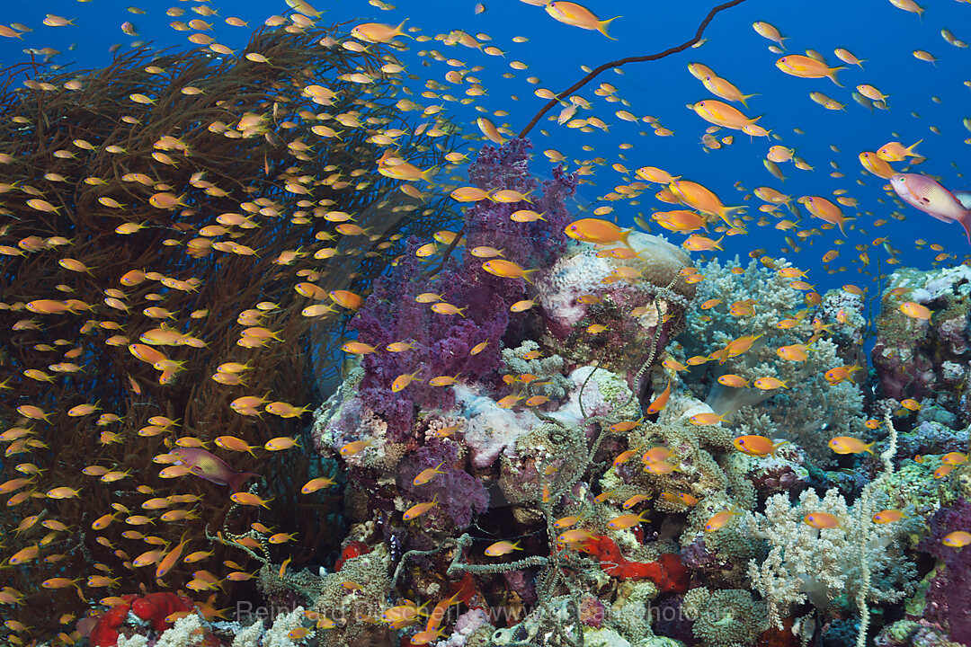 Lyretail Anthias over Coral Reef, Pseudanthias squamipinnis, Red Sea, Ras Mohammed, Egypt