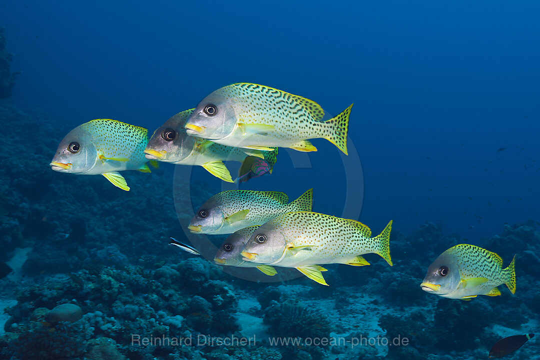 Schwarm Schwarzgepunktete Suesslippen, Plectorhinchus gaterinus, Rotes Meer, Dahab, Aegypten