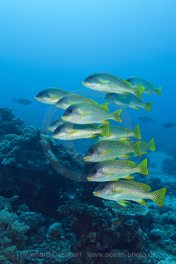 Shoal of Blackspotted Sweetlips, Plectorhinchus gaterinus, Red Sea, Dahab, Egypt