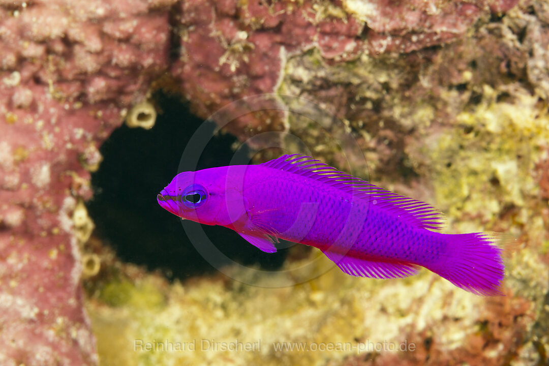 Violetter Zwergbarsch, Pseudochromis fridmani, Rotes Meer, Dahab, Aegypten