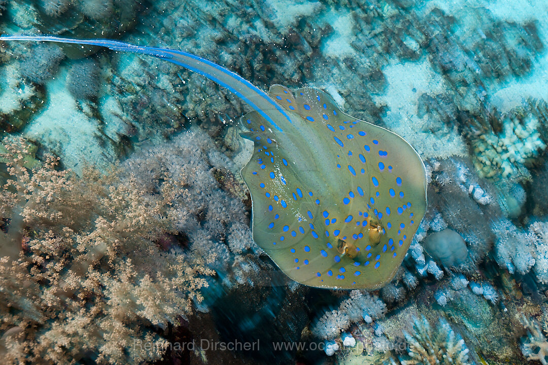 Bluespotted Ribbontail Ray, Taeniura lymma, Red Sea, Dahab, Egypt