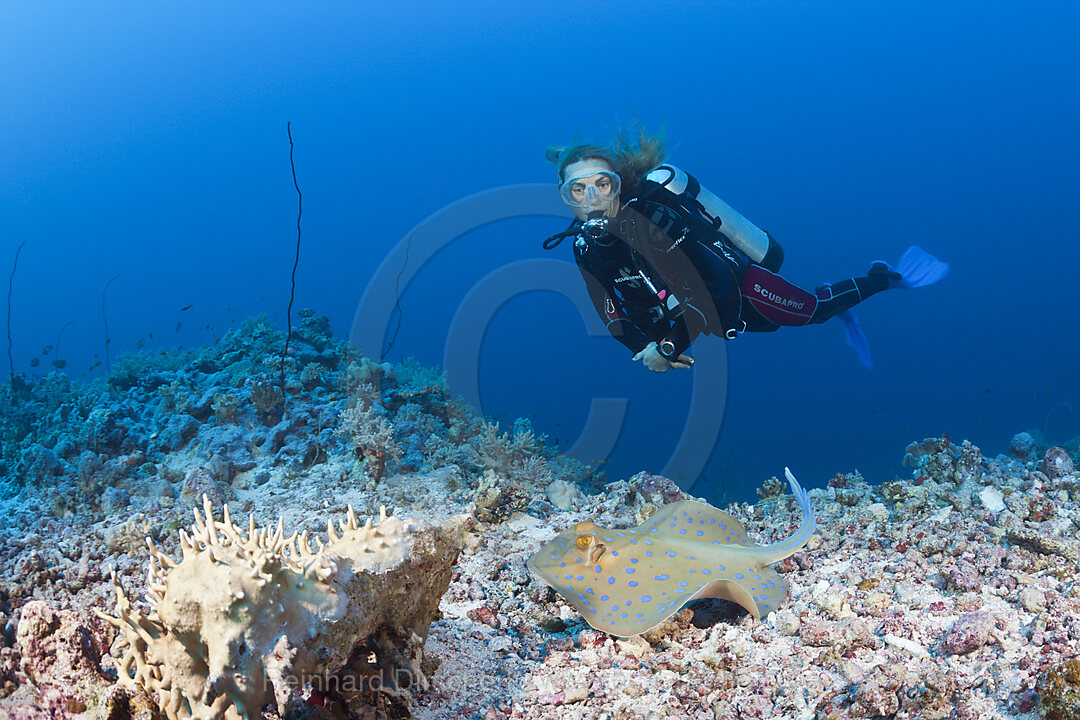 Scuba Diver and Bluespotted Ribbontail Ray, Taeniura lymma, Red Sea, Dahab, Egypt