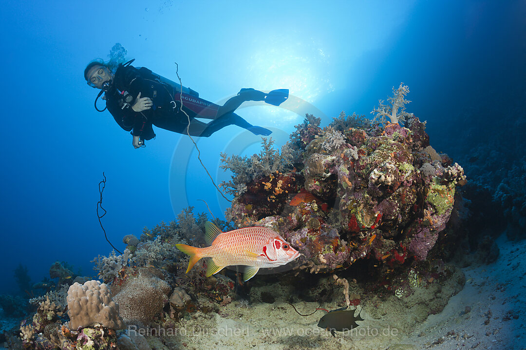 Taucher und Grossdorn-Husar, Sargocentron spiniferum, Rotes Meer, Dahab, Aegypten