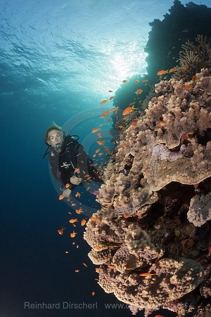 Taucher und Korallenriff, Rotes Meer, Dahab, Aegypten