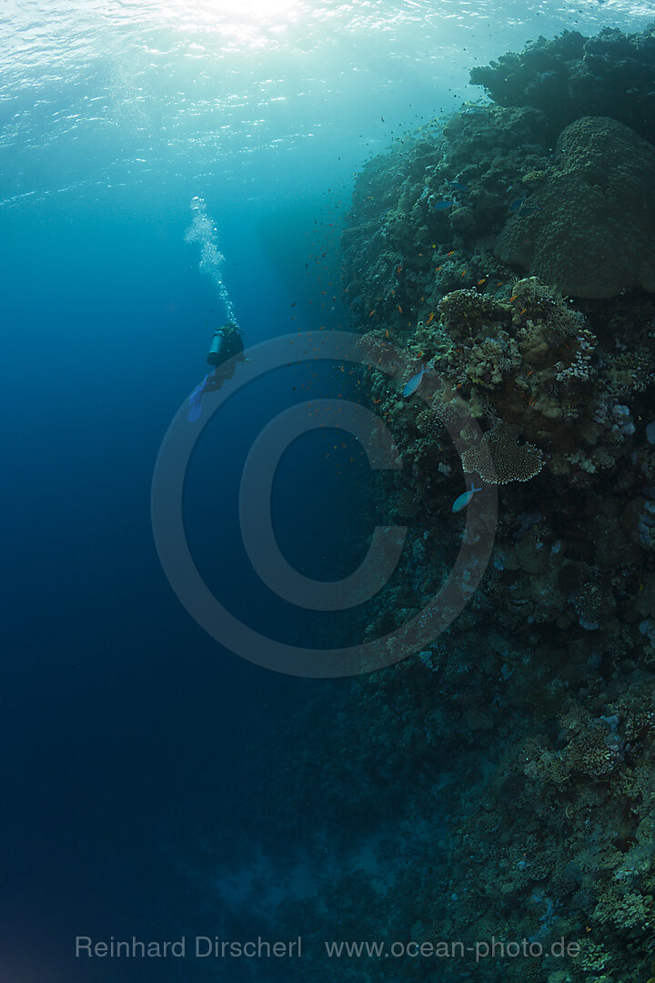 Taucher und Korallenriff, Rotes Meer, Dahab, Aegypten