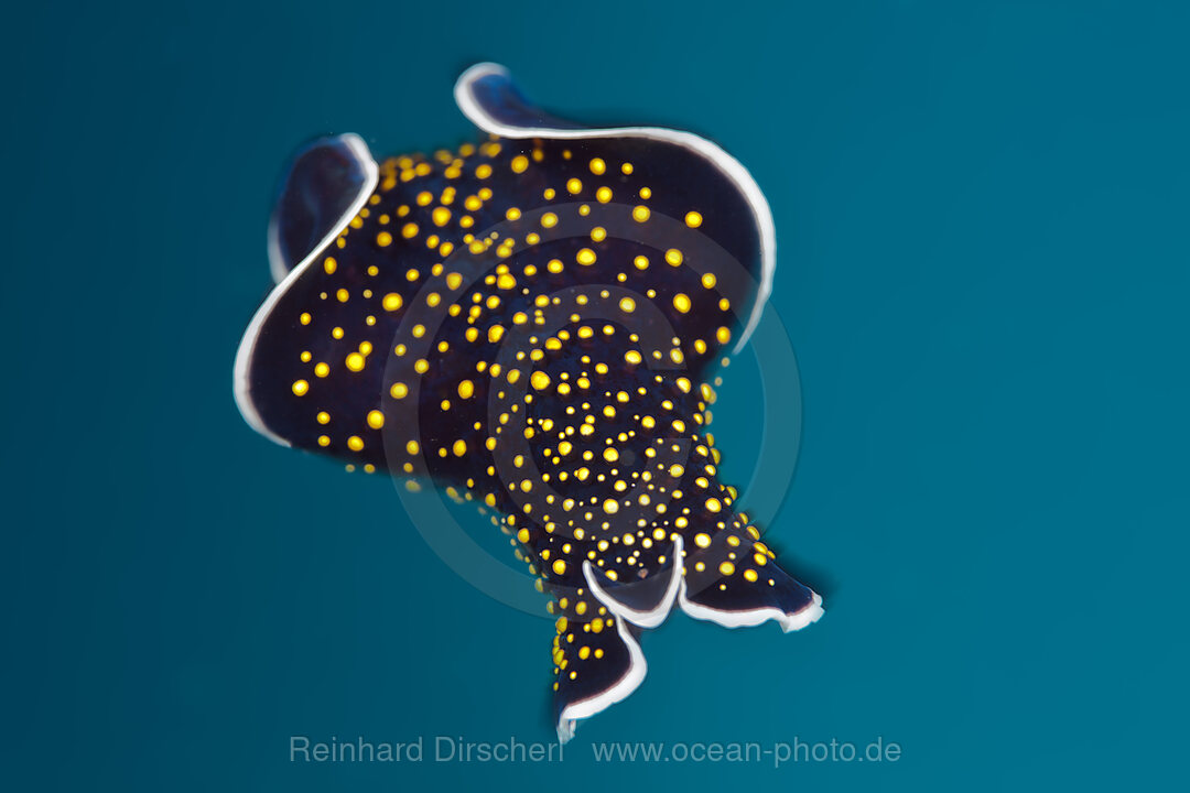 Gold dpotted Flatworm, Thysanuzoon flavomaculatum, Red Sea, Dahab, Egypt