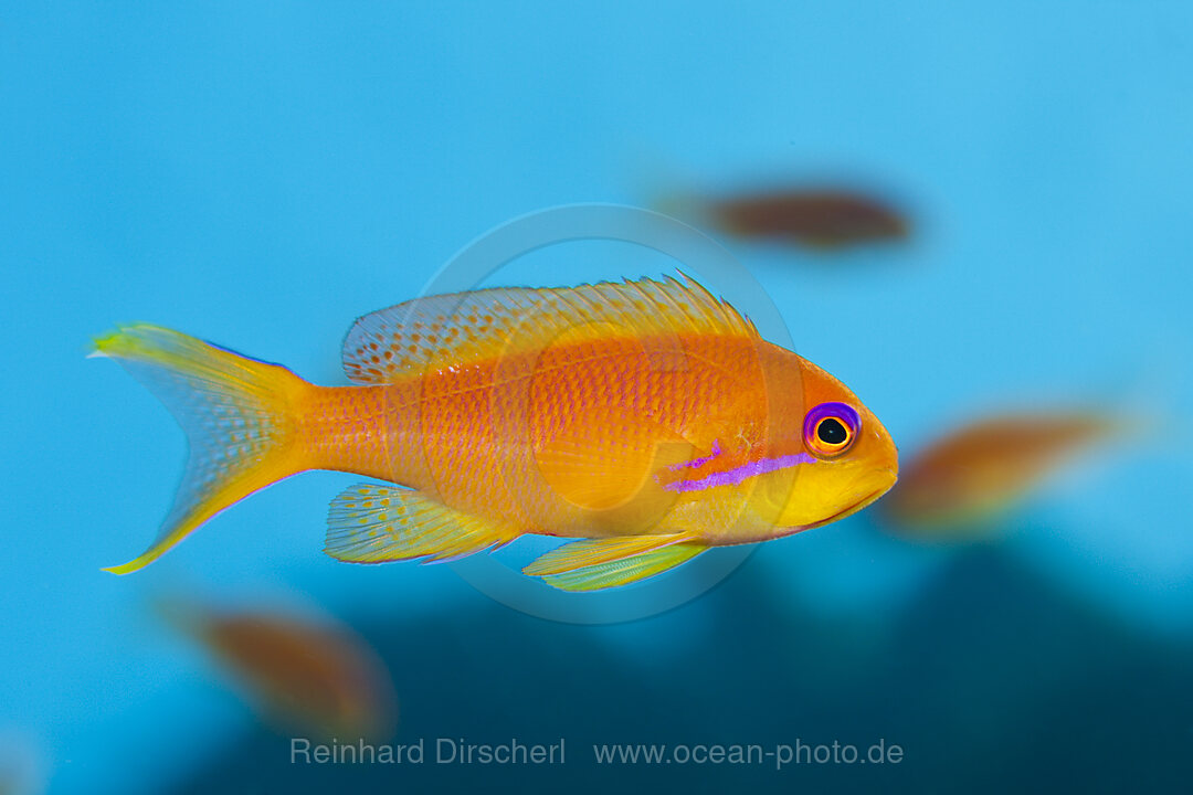 Lyretail Anthias, Pseudanthias squamipinnis, Red Sea, Dahab, Egypt