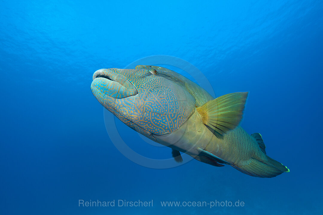 Humphead Wrasse, Cheilinus undulatus, Red Sea, Dahab, Egypt