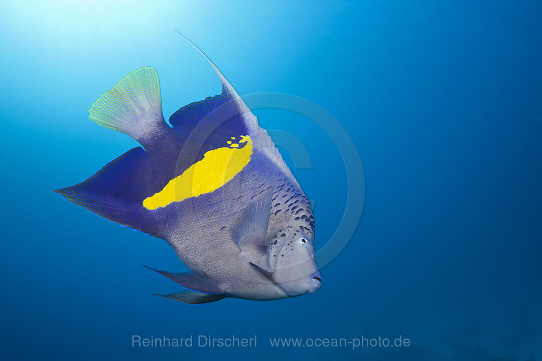 Yellowbar Angelfish, Pomacanthus maculosus, Red Sea, Dahab, Egypt